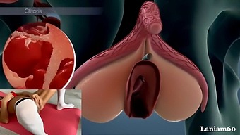 Intense Female Orgasm Within The Body'S Anatomy